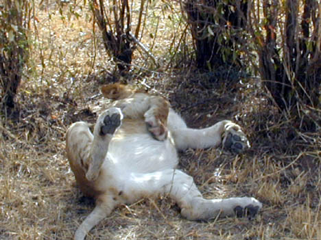 10-10-02 lion out for the count